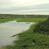 duraznillo de agua