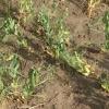 Ayudas de agricultura