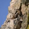 Monfragüe, Doñana y Picos de Europa, mejores lugares donde observar aves en primavera según SEO/BirdLif