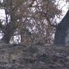  Nivel 1 por incendio forestal en Ceclavín 