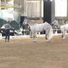 Ecuextre, en IFEBA, Badajoz