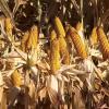 Cultivo de maíz en Extremadura