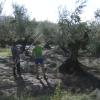 Recogida de aceitunas