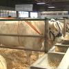Suspendida la Feria Agroganadera de Trujillo