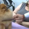 Cuarta Exposición Nacional y la tercera Internacional Canina