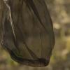 Trampas para mosquitos en las Vegas del Guadiana
