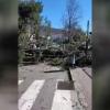 Árboles que han caído con el viento en Jarandilla de la Vera