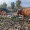 Vacas atrapadas por las intensas lluvias de las últimas semanas