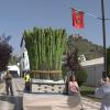 Burguillos del Cerro celebra la Feria del Espárrago