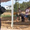 Visitas guiadas a las excavaciones de la necrópolis tartésica de Medellín