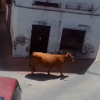 La vaca, paseándose por las calles de San Vicente de Alcántara