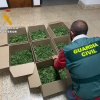 Agente de la Guardia Civil con parte de la marihuana incautada