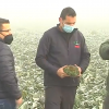 Agricultores en una explotación de brócoli de Medellín afectada por las heladas