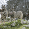 lobo iberico wikipedia