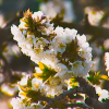 Comienza la floración del cerezo en Extremadura