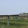 La imagen de las ovejas pastando bajo placas solares ya es habitual en Logrosán