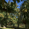 Campo de castaños
