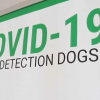 Los perros son adiestrados para detectar el covid por el olor