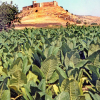 Cultivo del tabaco en Medellín