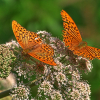 Issoria lathoni