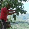 recogida de cereza en el valle del Jerte