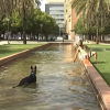 Perro bañándose en una fuente