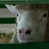Oveja en la Feria de Zafra