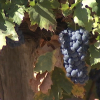 Detalle de uvas en la vid