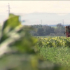 Campo de cultivo de tabaco en Extremadura.