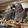 Loro de cola roja