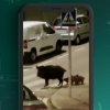 Los jabalíes campan a sus anchas en las calles de Cáceres