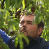 Trabajador en un campo de Valdivia (Badajoz)
