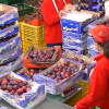 Producción en una central hortofrutícola de la región