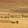 Agroseguro
