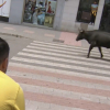 Comienzan los Sanjuanes de Coria
