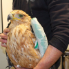 aguila imperial herida