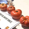 Tomate de Monesterio