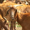 Cabras