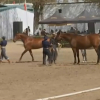 Caballos de pura raza en Zafra