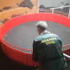 Peleas ilegales de gallos