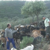 Cabras antiincendios