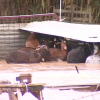Animales atrapados por el agua en una finca de la Ribera del Marco