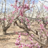 Frutales en flor