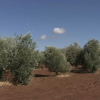 Olivar tras el paso de la DANA