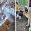 Supuesto caso de maltrato animal
