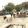 Trashumancia en Extremadura