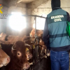 Investigación de la Guardia Civil sobre la Enfermedad Hemorrágica Epizoótica