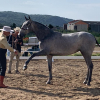 Feria del caballo de Albalá