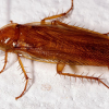 Este tipo de insectos, considerados auténticos supervivientes, se ha adaptado a diferentes entornos y situaciones