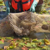 Retirada de tortugas de Florida